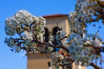 Apple Blossoms and Chapel Tower