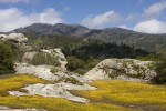 Field of yellow wildflowers, bare rocks, mountians and sky