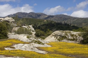 Photo Field of yellow wildflowers, bare rocks, mountains