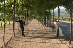 Bride and Groom in Grape Arbor wedding Trentadue Winery, a Sonoma County winery in Alexander Valley