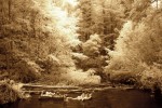 Sepia. Kids on tube. Infrared photography of the Big Sur River on the summer solstice.