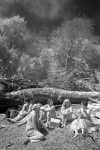 Circle of friends. Infrared photography of the Big Sur River on the summer solstice.