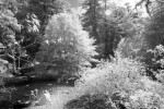 Mothers and children by river. Infrared photography of the Big Sur River on the summer solstice.