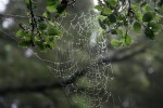 Spiderweb in the morning fog. Joaquin Miller Park Oakland, CA